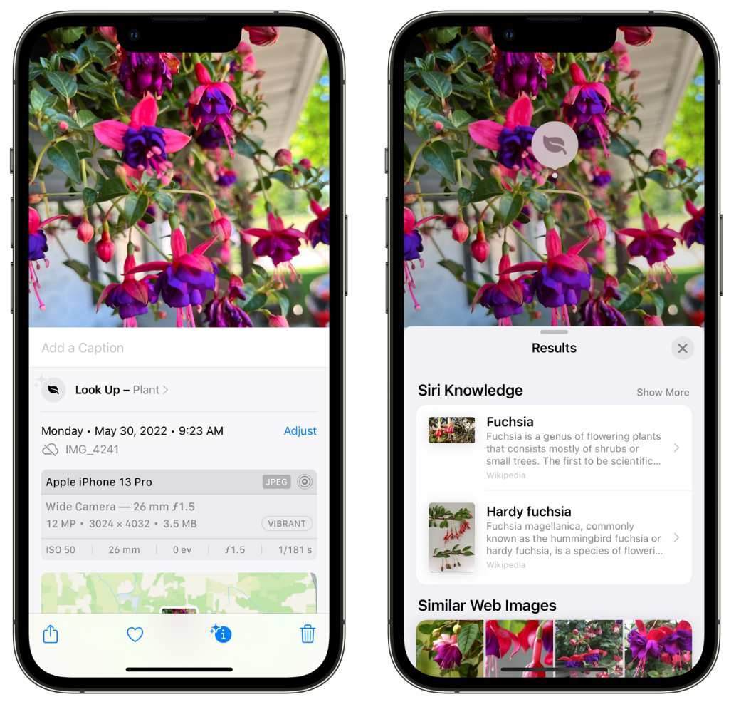 横沥镇苹果手机维修分享小技巧：使用 iPhone 相机识别花卉植物 